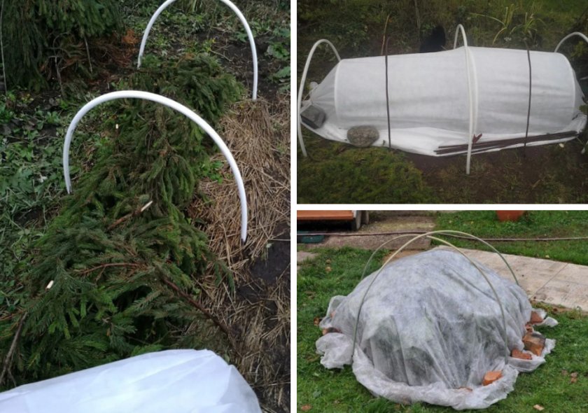 Подготовка гортензии к зиме