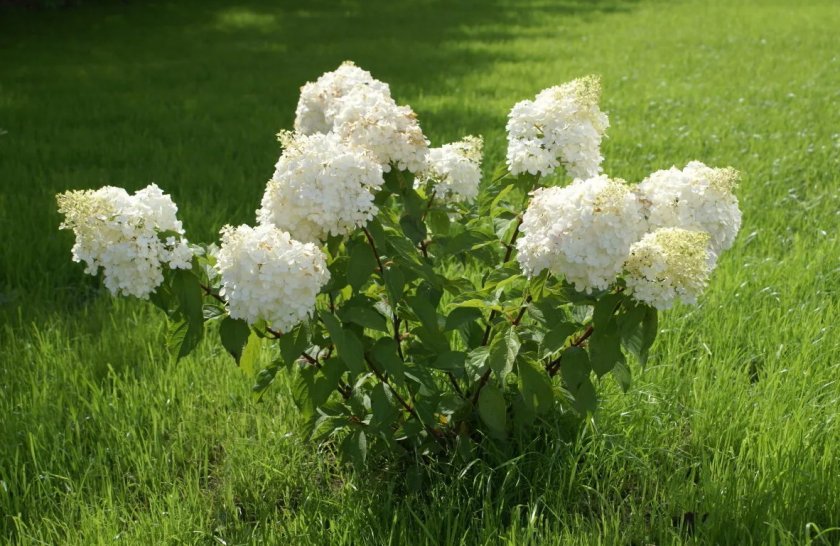 Куст гортензии Куст гортензии
