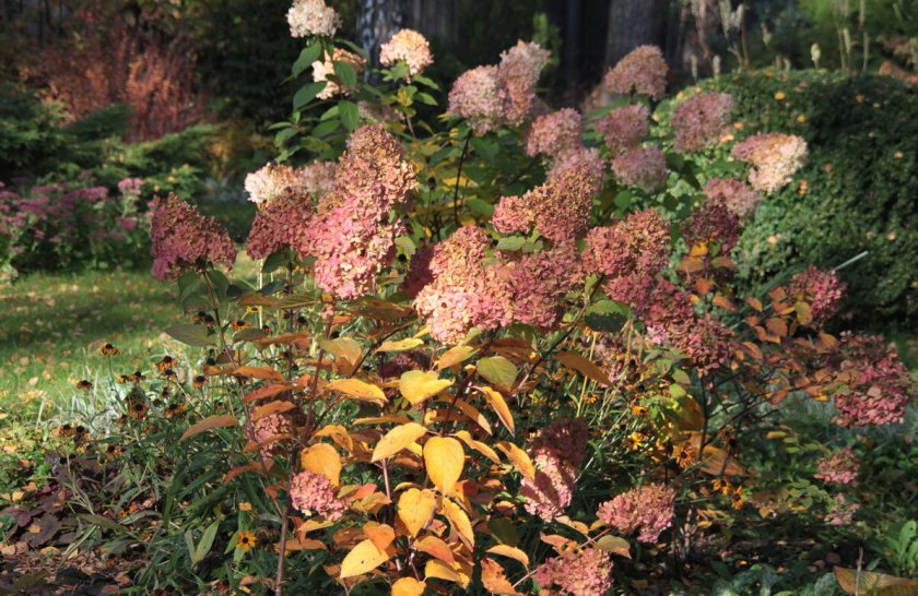 Гортензия осенью Гортензия осенью