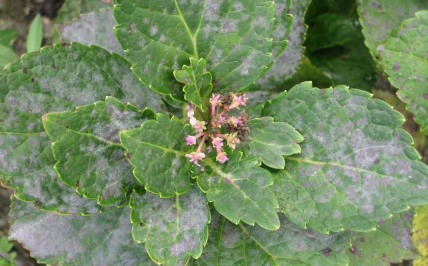 Мучнистая роса на гортензии Мучнистая роса на гортензии