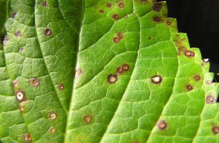 Пятнистость листьев гортензии Пятнистость листьев гортензии