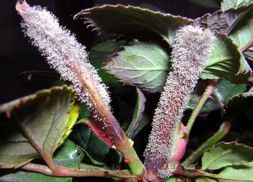 Серая плесень на гортензии Серая плесень на гортензии