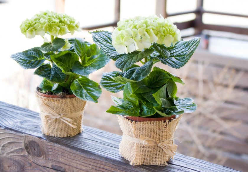 Гортензия в горше