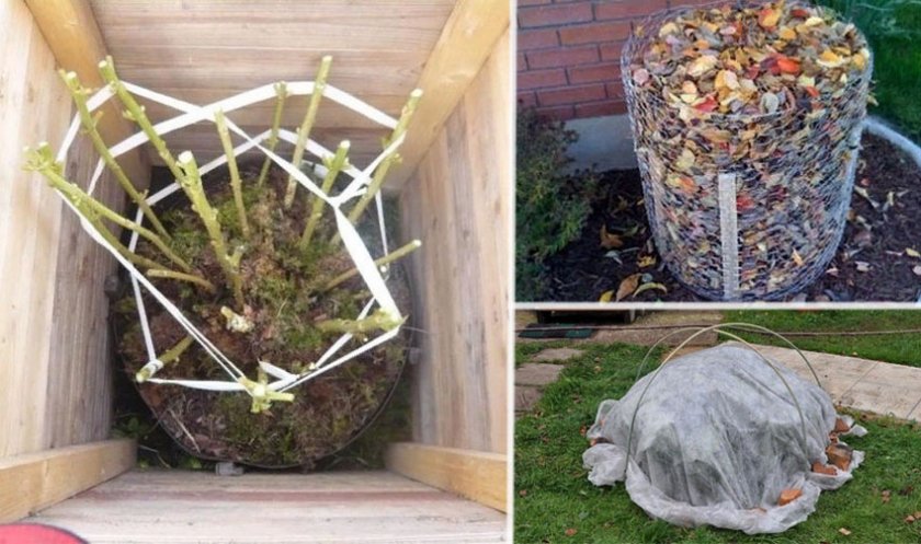 Утепление гортензии на зиму