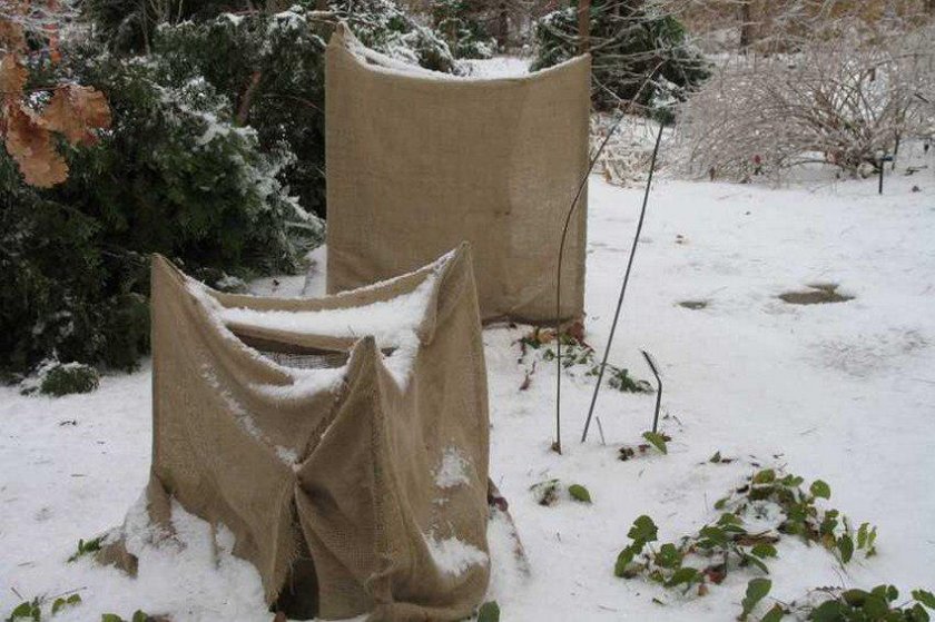 Зимовка гортензии Зимовка гортензии