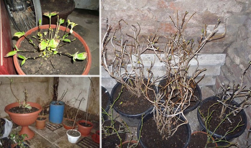 Зимовка гортензии в помещении