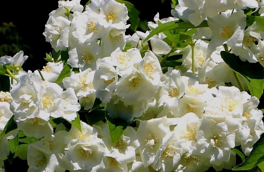 Жасмин махровый Виржиналь Жасмин махровый Виржиналь