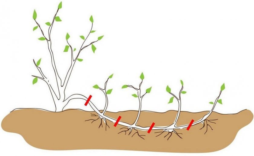 Размножение жасмина отводками Размножение жасмина отводками