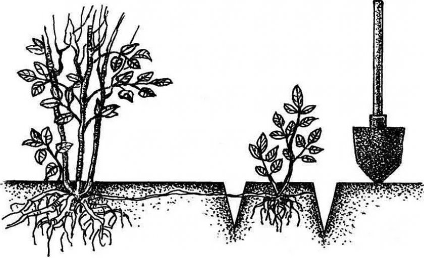 Размножение жасмина корневой порослью