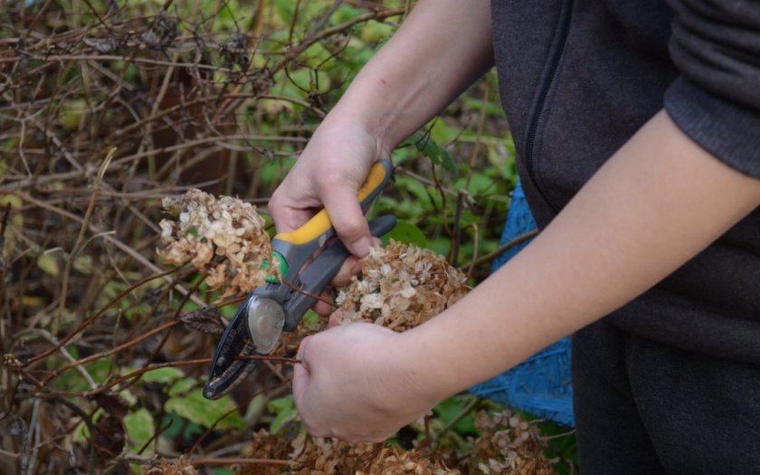 Обрезка гортензии