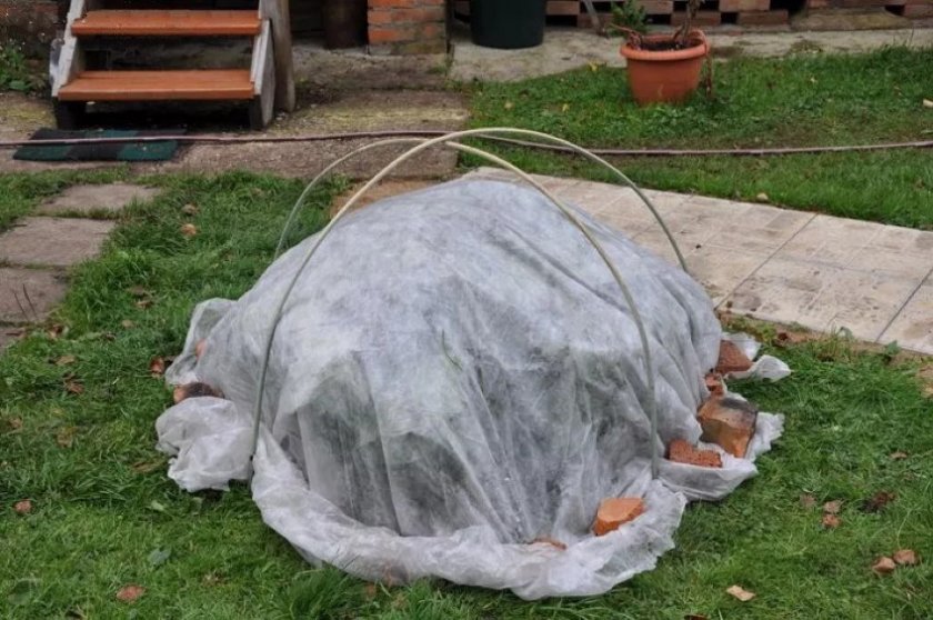 Подготовка гортензии к зиме Подготовка гортензии к зиме