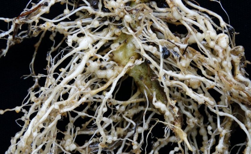 Галловые нематоды на гортензии Галловые нематоды на гортензии