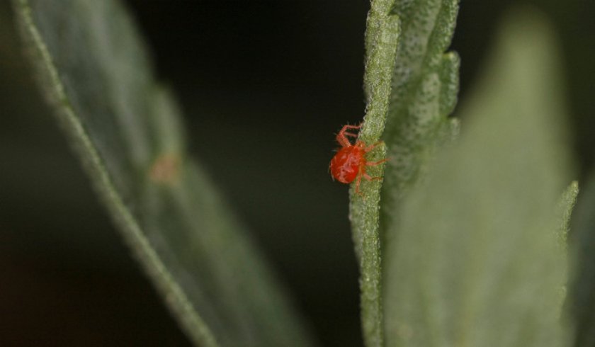 Паутинный клещ Паутинный клещ