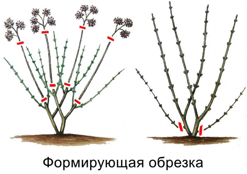 Обрезка гортензии