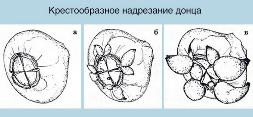 Размножение надрезанием донца