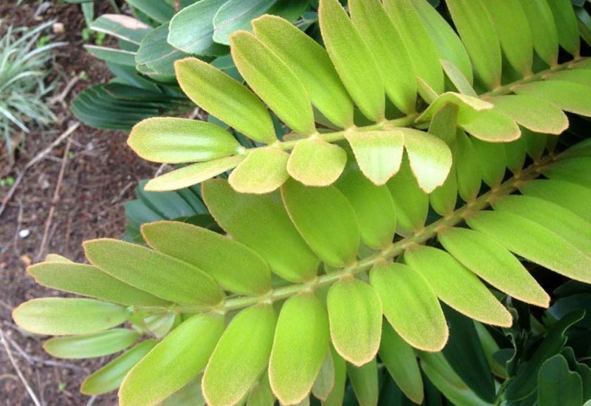 Листья замии Листья замии