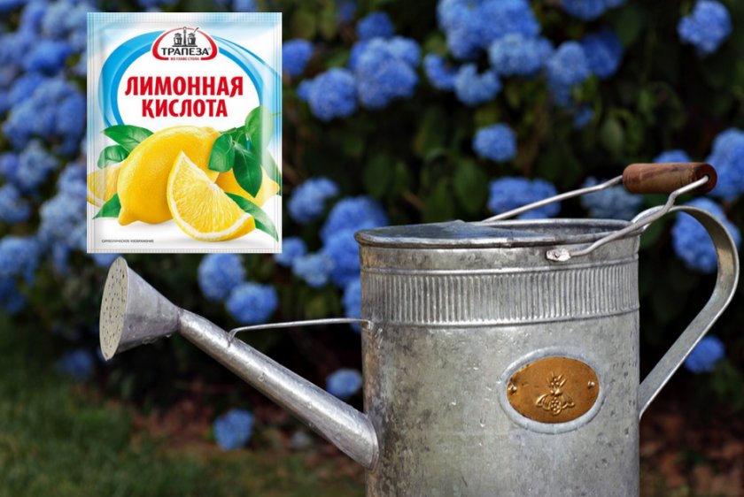 Лимонная кислота для гортензии