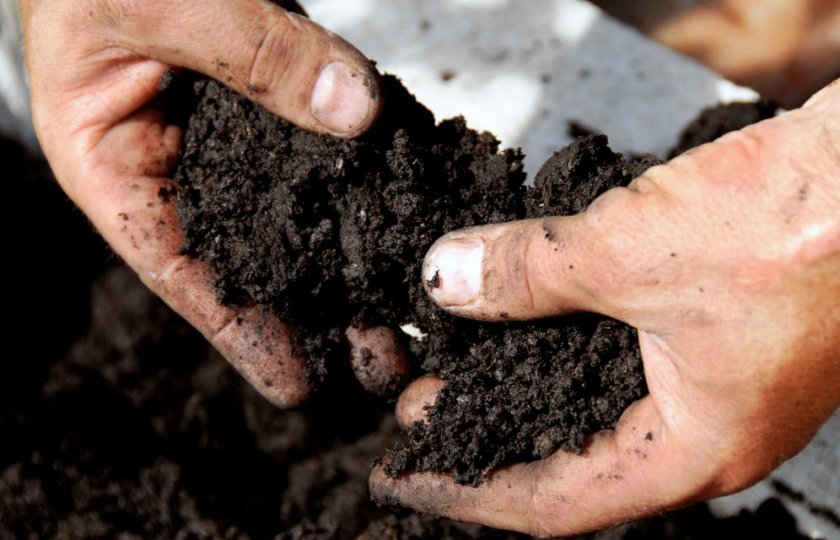 Подготовка почвы для гортензии