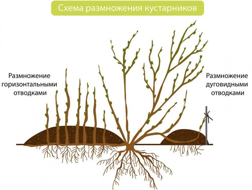 Размножение айвы отводками