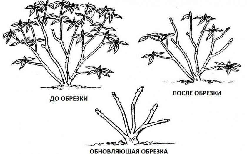 Обрезка рододендрона