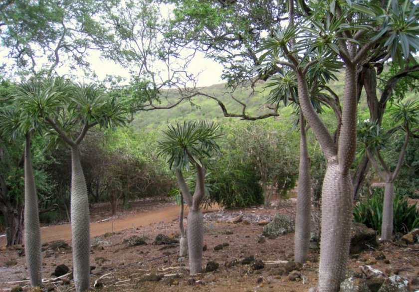 Пахиподиум Ламера кактусоподобные деревья