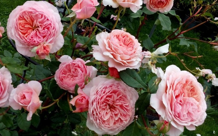 Роза сорта William Morris