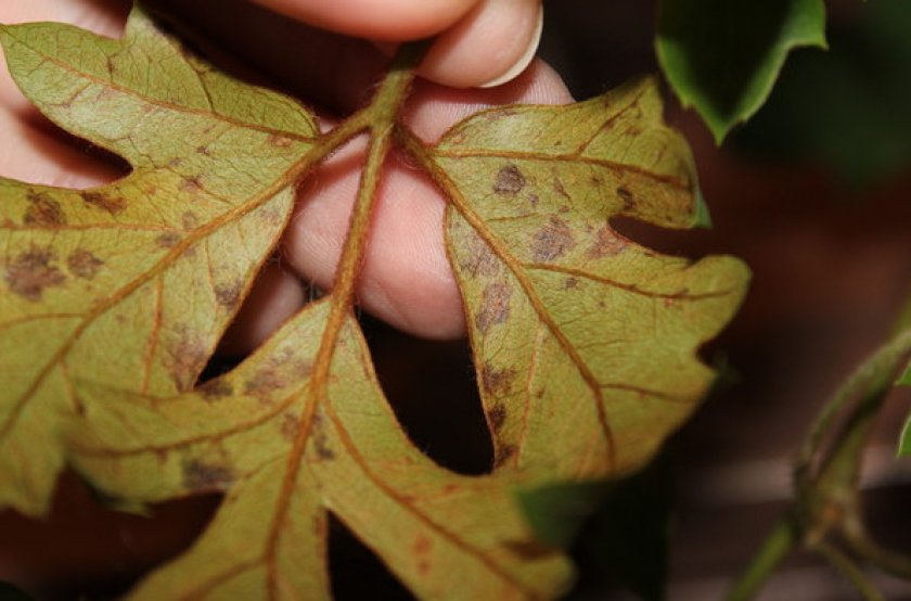 Сохнут листья у роициссуса