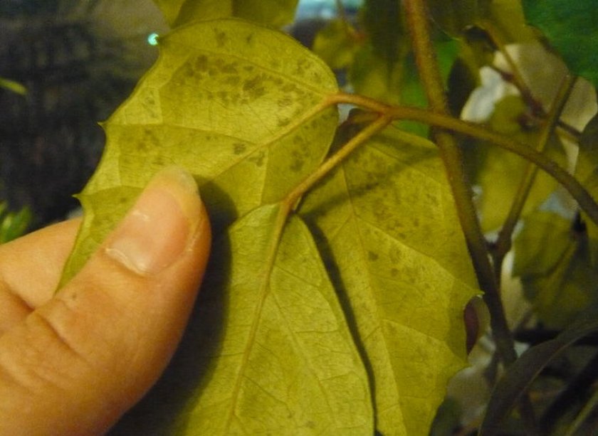 Тускнеют листья у роициссуса