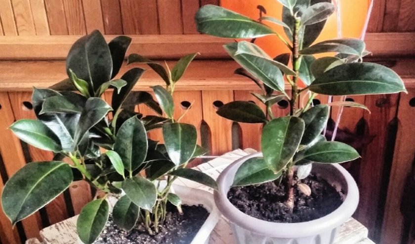 Фикус Мелани Фикус Мелани