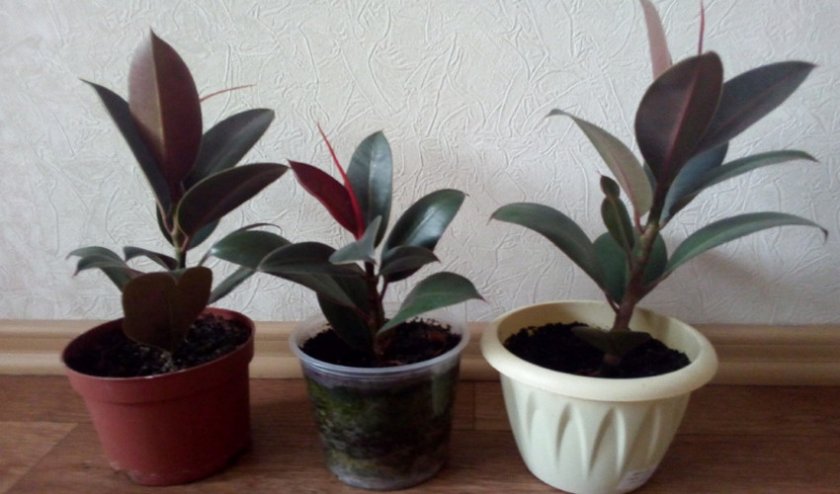 Фикус Мелани