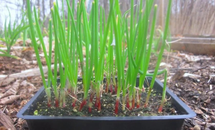 Рассада Ялтинского лука Рассада Ялтинского лука