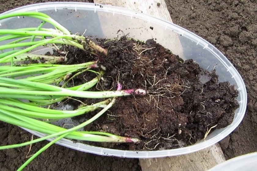 Рассада лука готова к высадке
