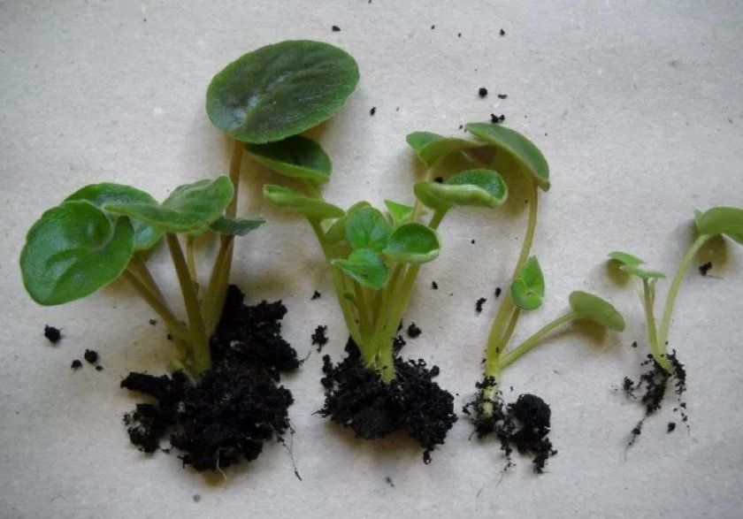 Размножение черенками Размножение черенками