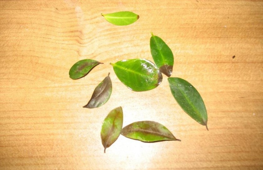 Опавшие листья фикуса микрокарпа
