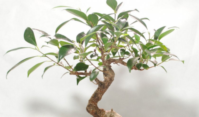 Фикус гинсенг