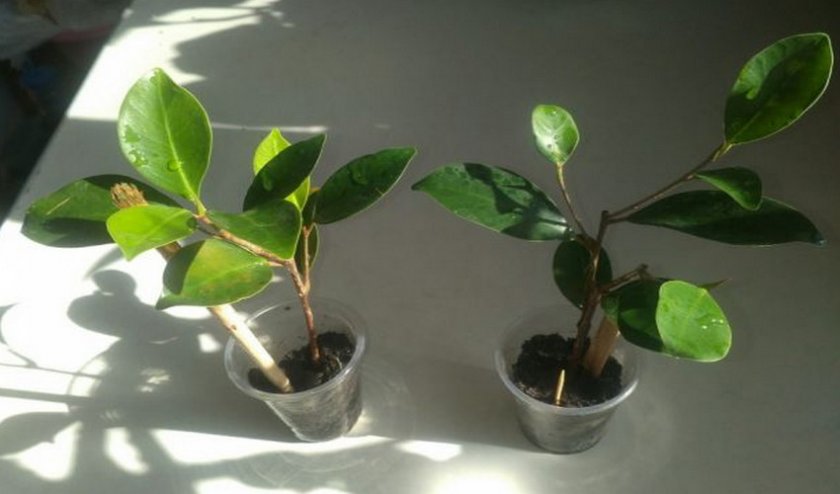 Фикус гинсенг