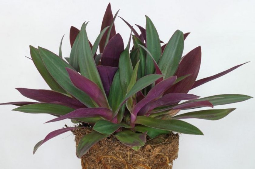 Пересадка традесканции Пересадка традесканции