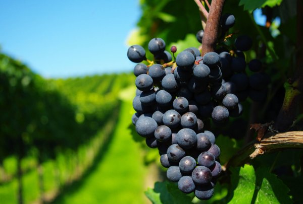 Как правильно поливать виноград весной, летом и осенью