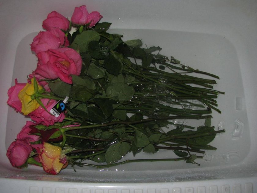 Оживление роз в холодной воде