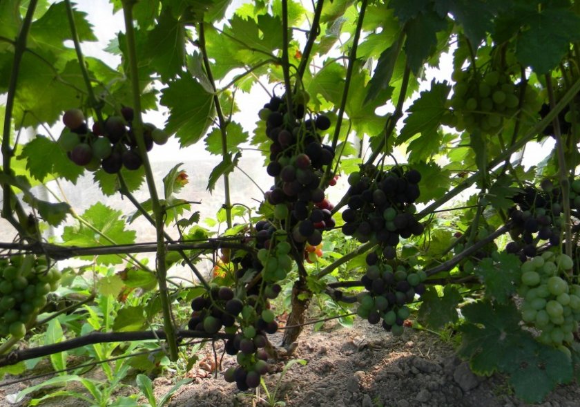 Виноград «Страшенский» Виноград «Страшенский»