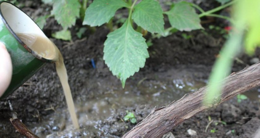 Подкормка винограда Подкормка винограда