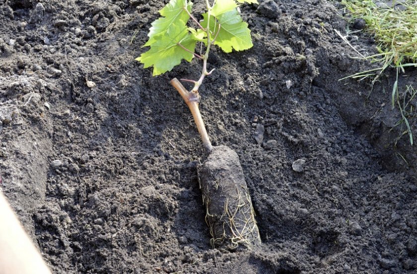Почва для винограда