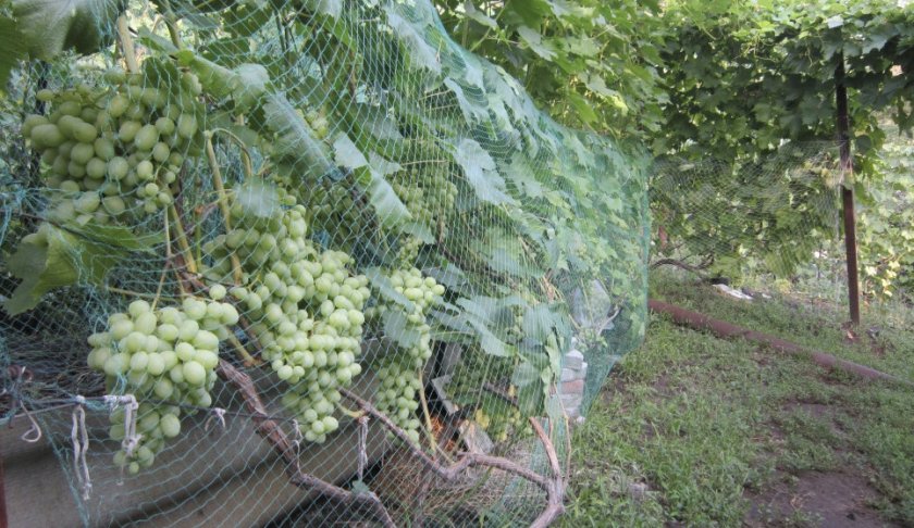 Защитная сетка для винограда