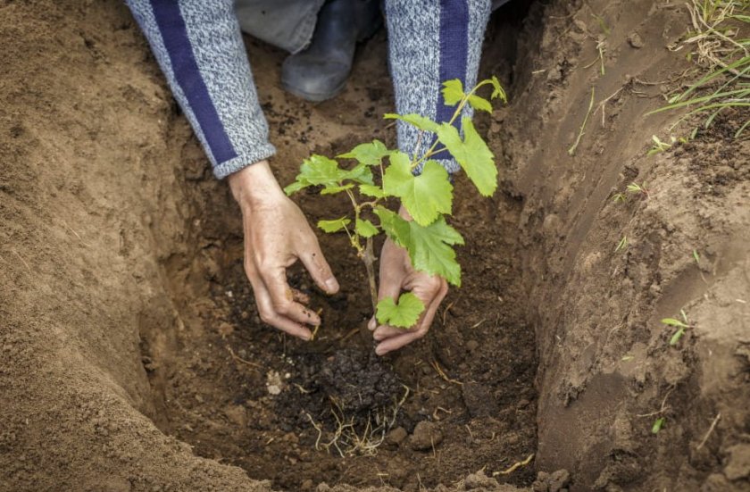 Посадка саженца