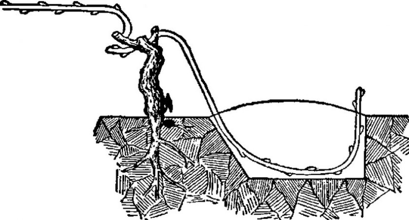 Размножение отводками