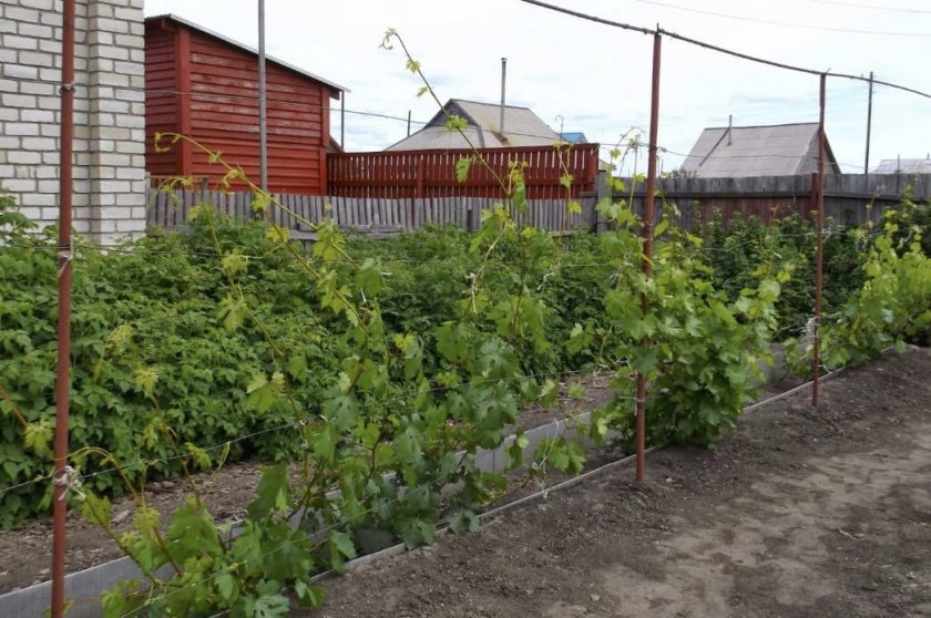 Участок под виноград