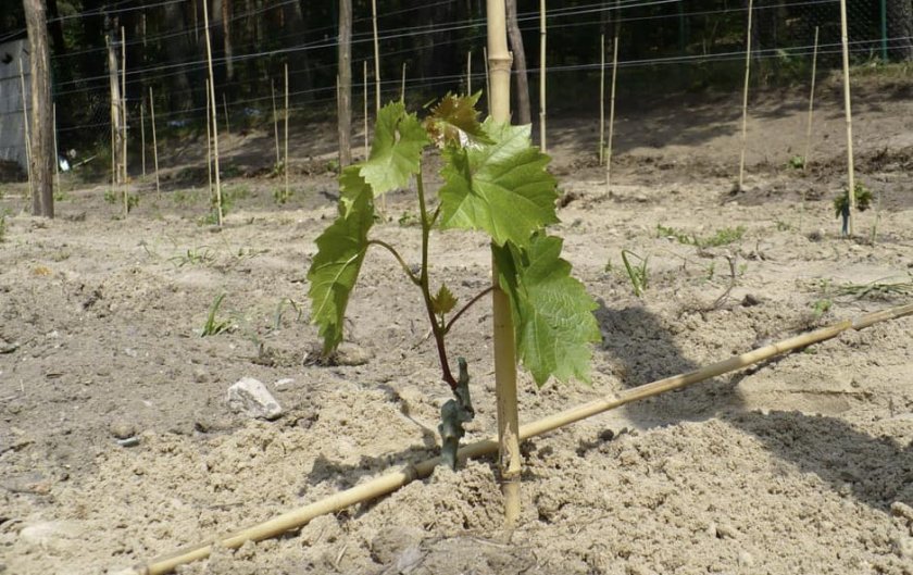 Посадка саженца