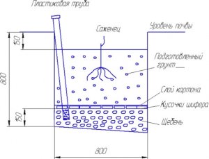 Посадка саженца винограда