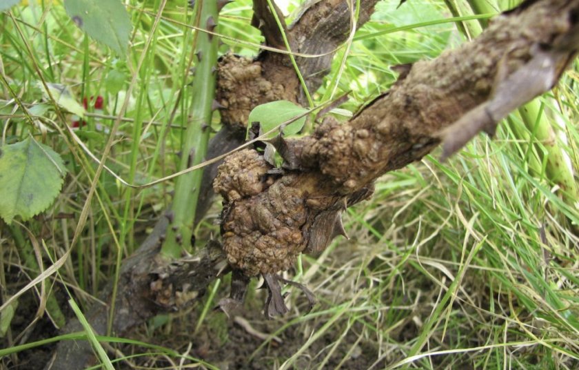 Бактериальный рак