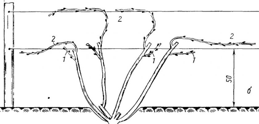 Обрезка винограда
